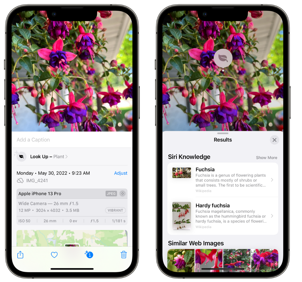 盐津苹果手机维修分享小技巧：使用 iPhone 相机识别花卉植物 